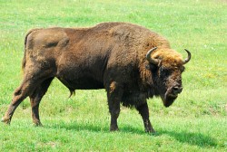Réserve des bisons d'Europe